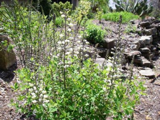 White False Indigo